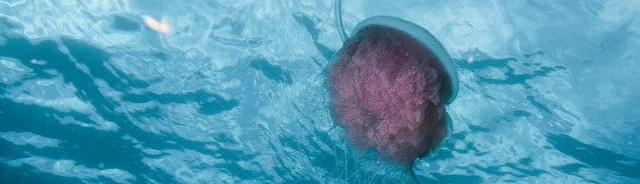 Jellyfish viewed from below